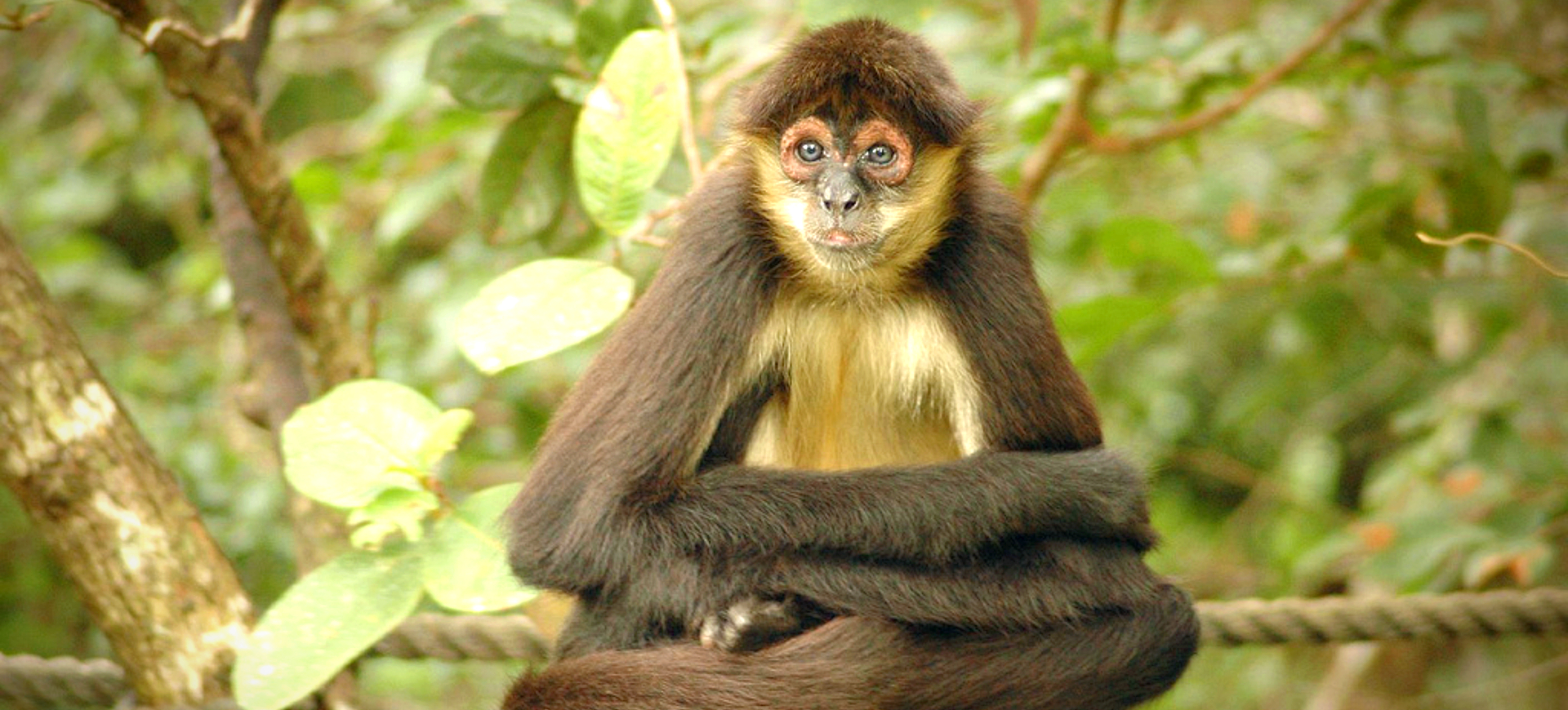 Geoffroy's Spider Monkey