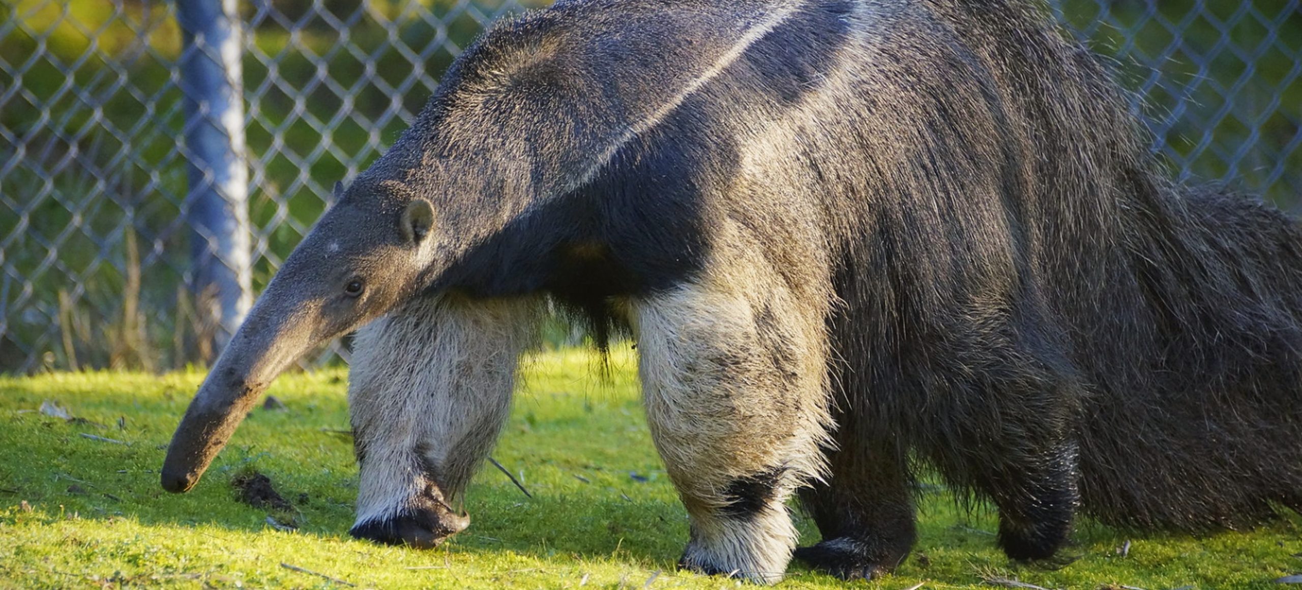 Giant Anteater