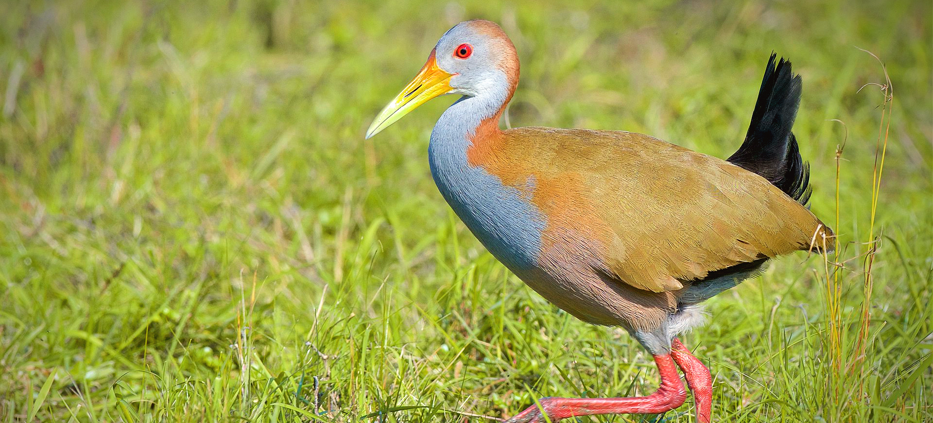 Giant Wood-rail