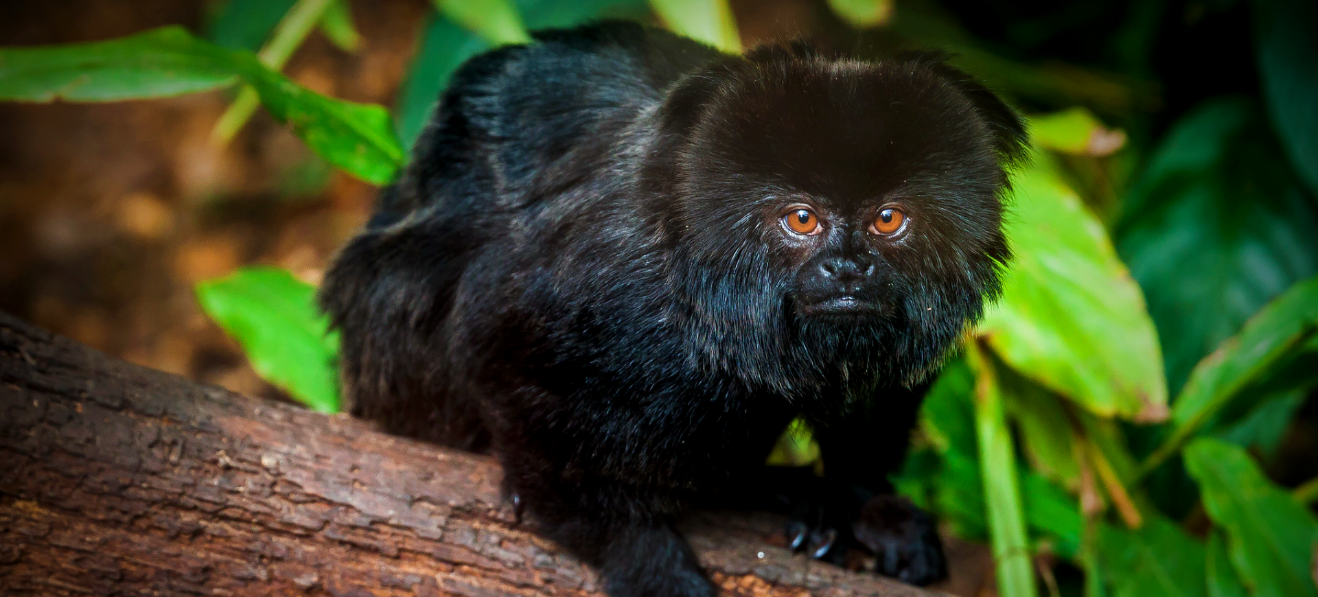 Goeldi's Monkey