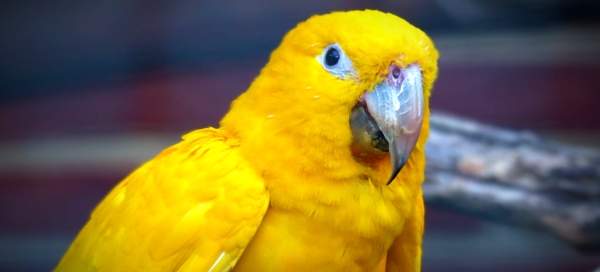 Golden Parakeet