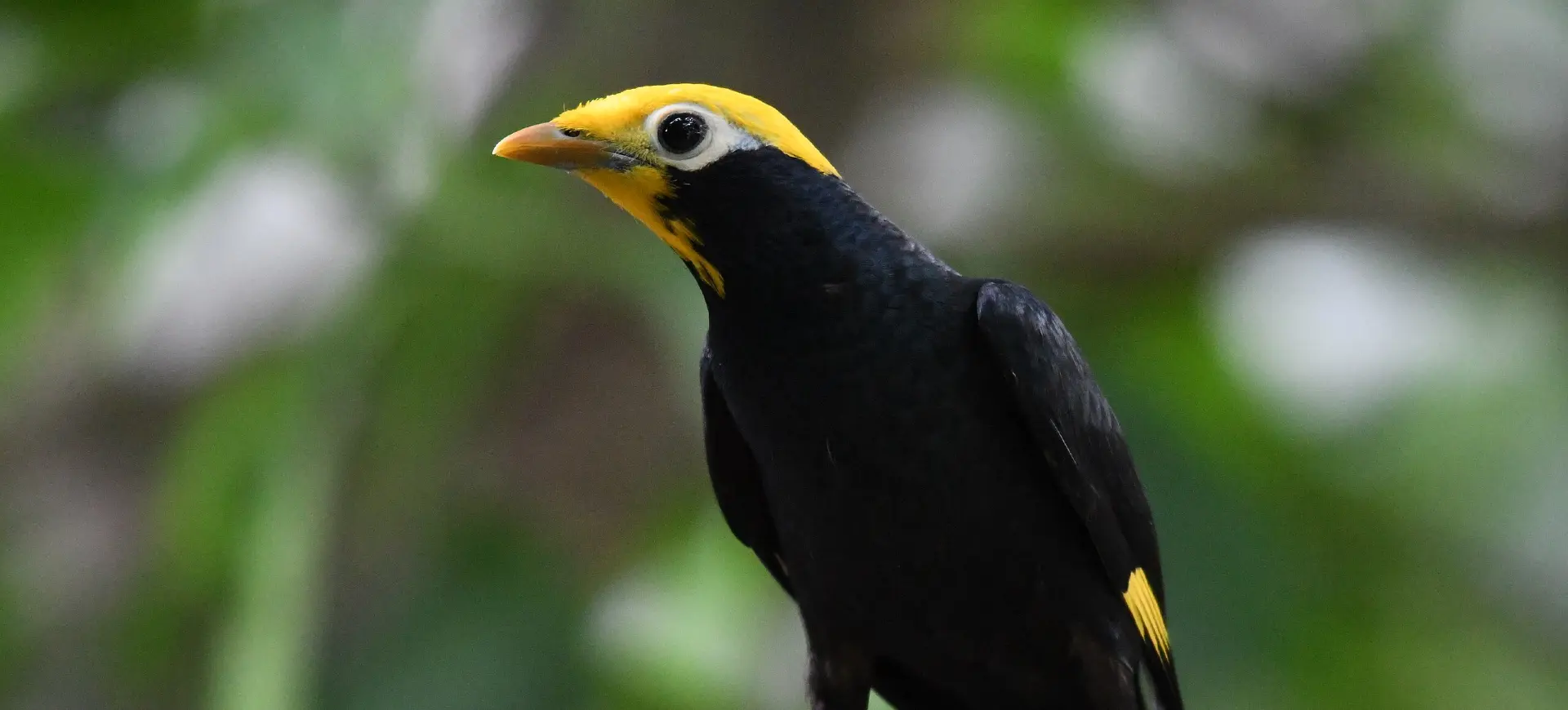 Golden-crested Myna