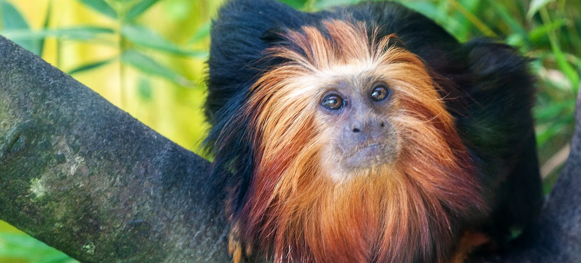 Golden-headed Lion Tamarin