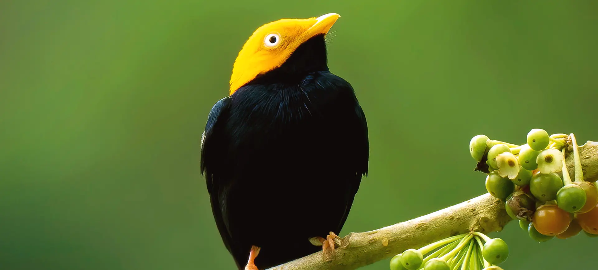 Golden-headed Manakin