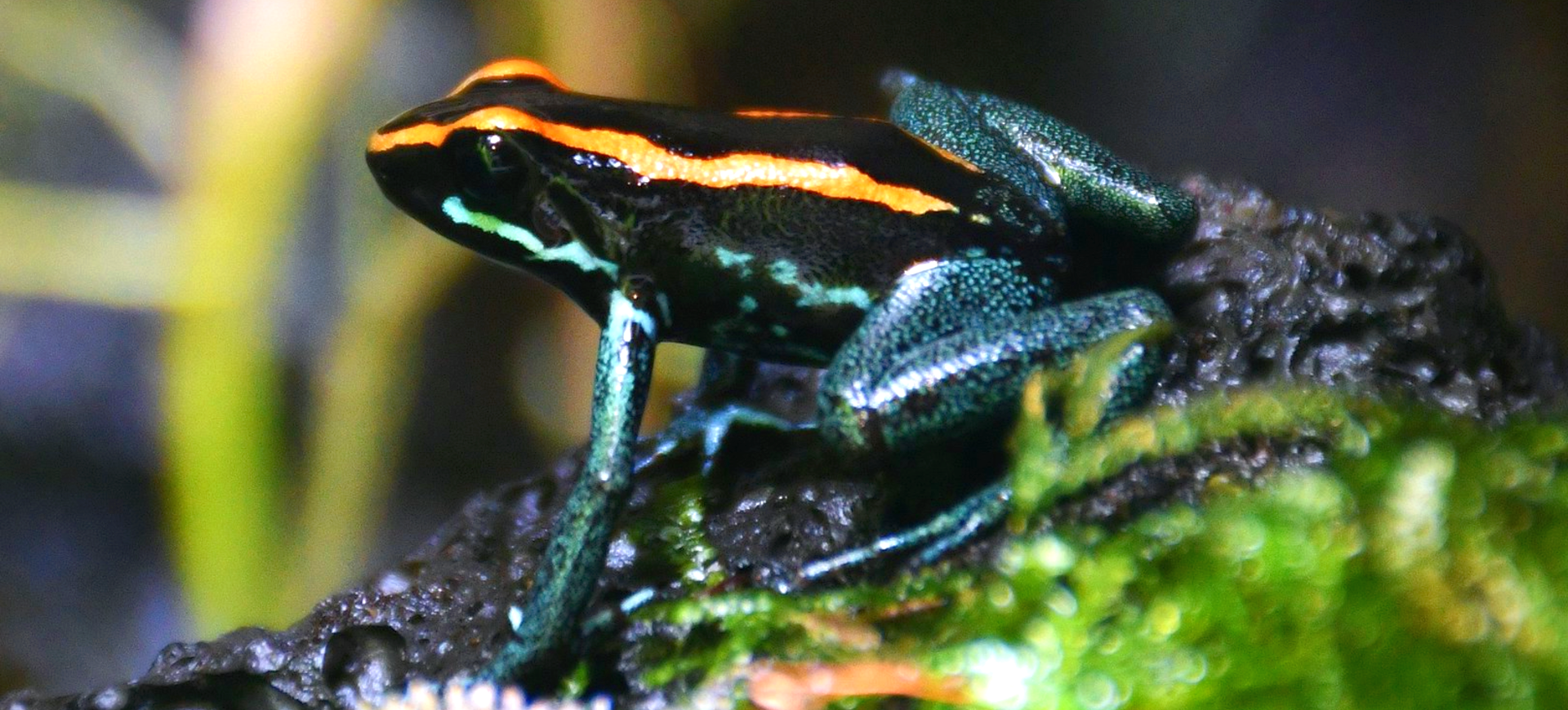 Golfodulcean Poison Frog