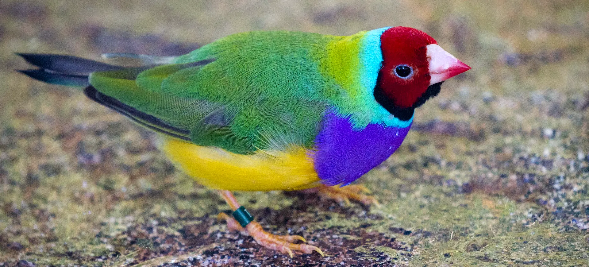 Gouldian Finch