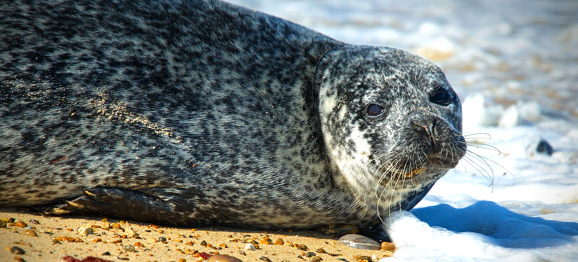 Gray Seal