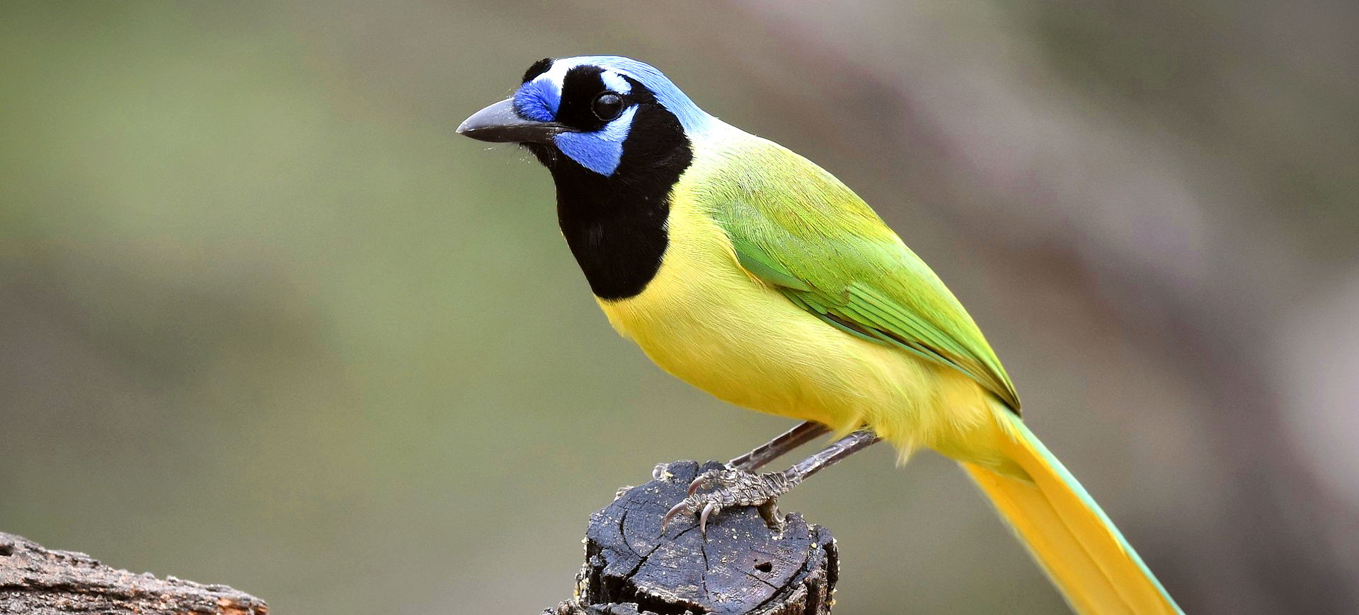 Green Jay