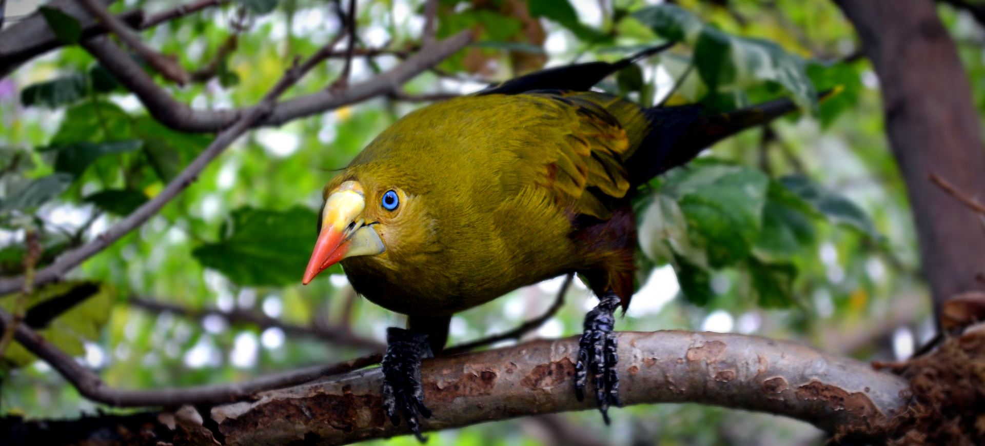 Green Oropendola