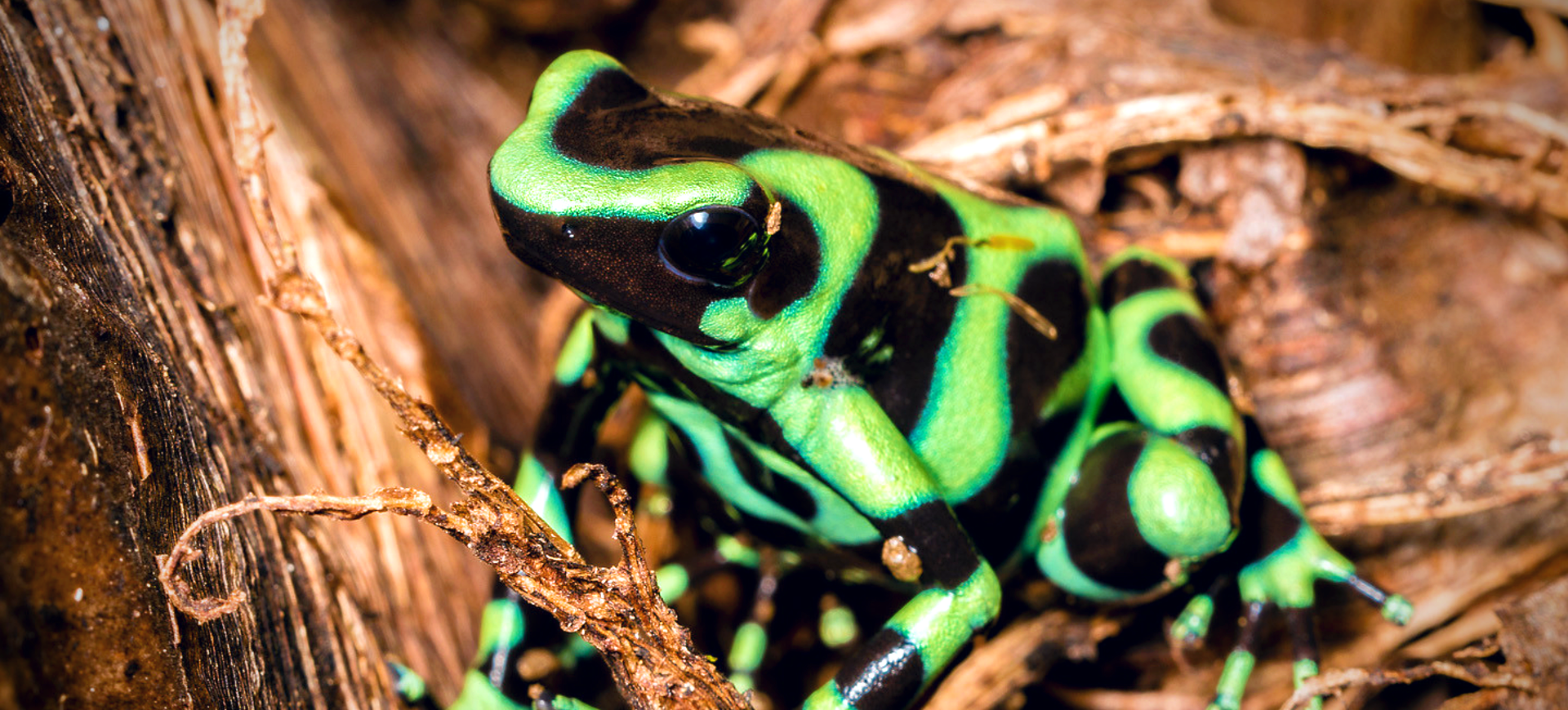 Green and Black Poison Dart Frog