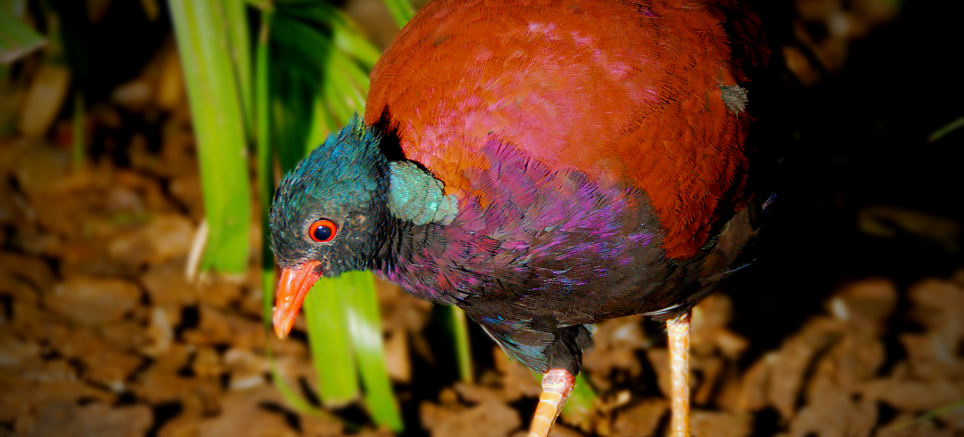 Green-naped Pheasant-pigeon