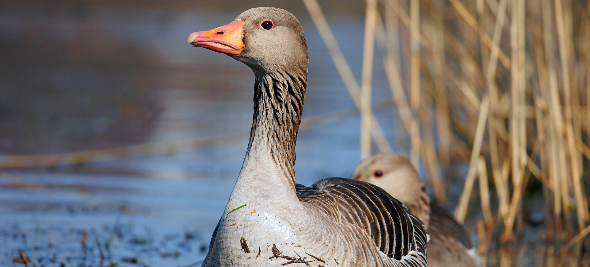 Greylag Goose