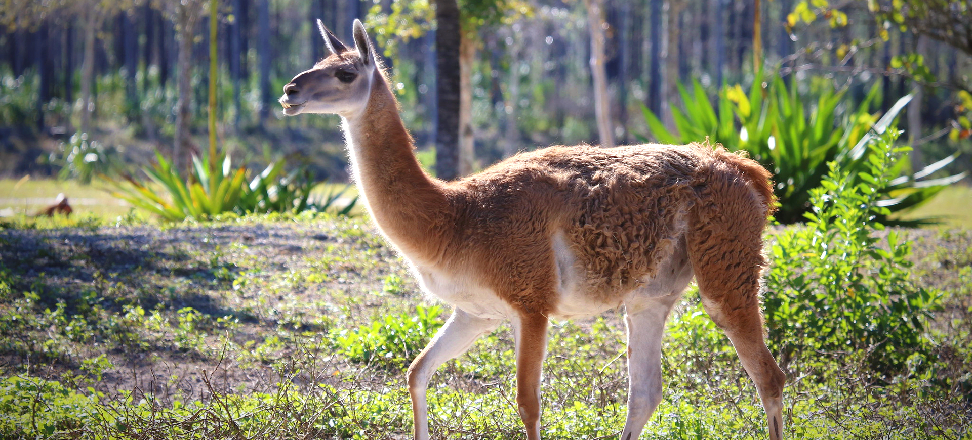 Guanaco