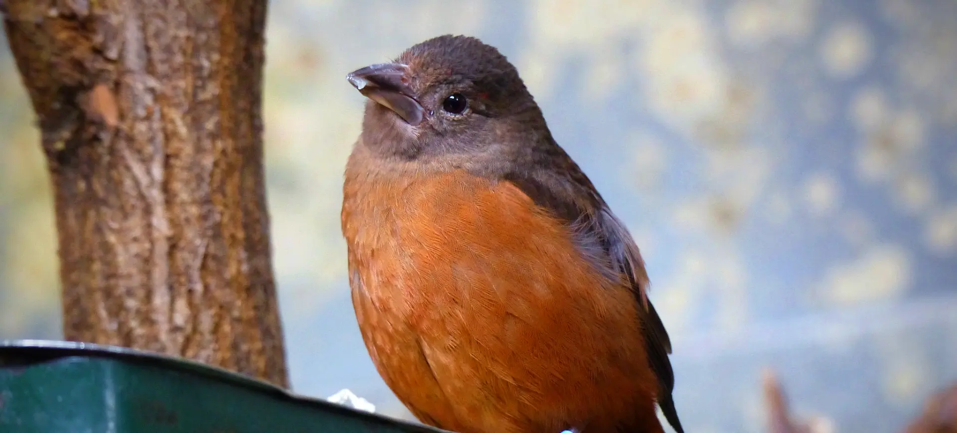 Guianan Red Cotinga