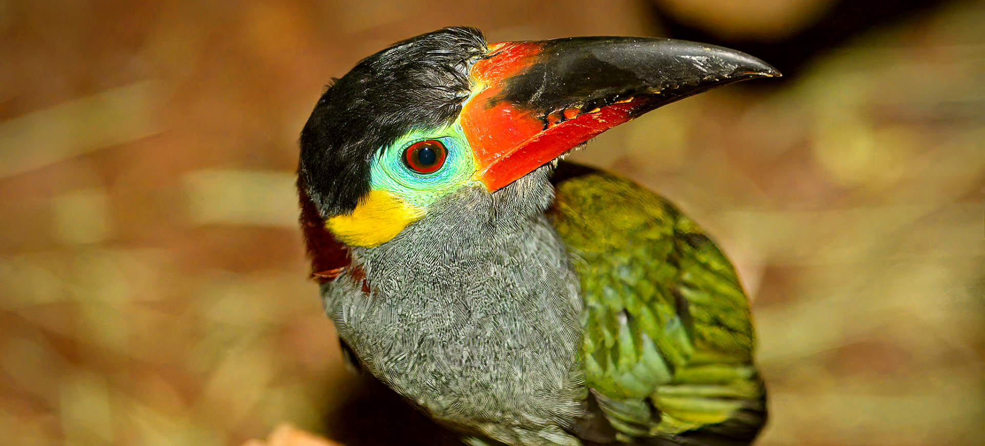 Guianan Toucanet