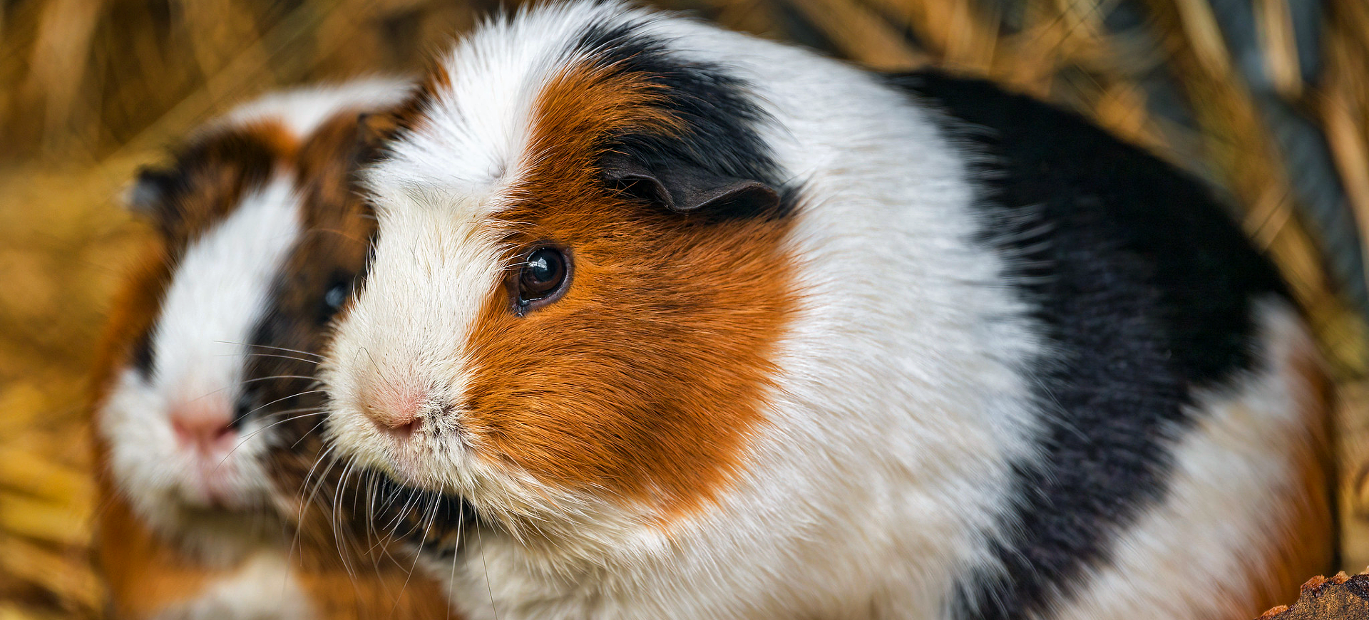 Guinea Pig