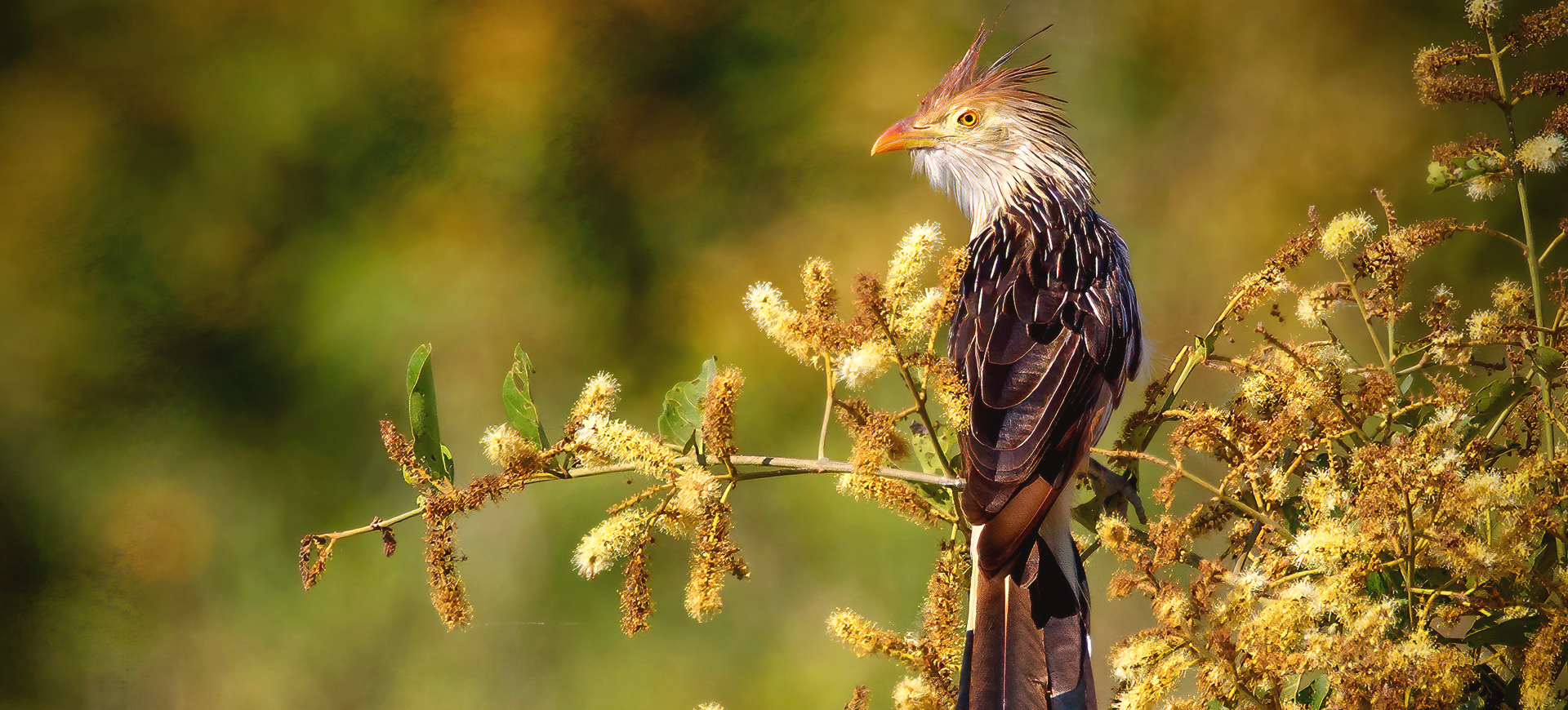 Guira Cuckoo