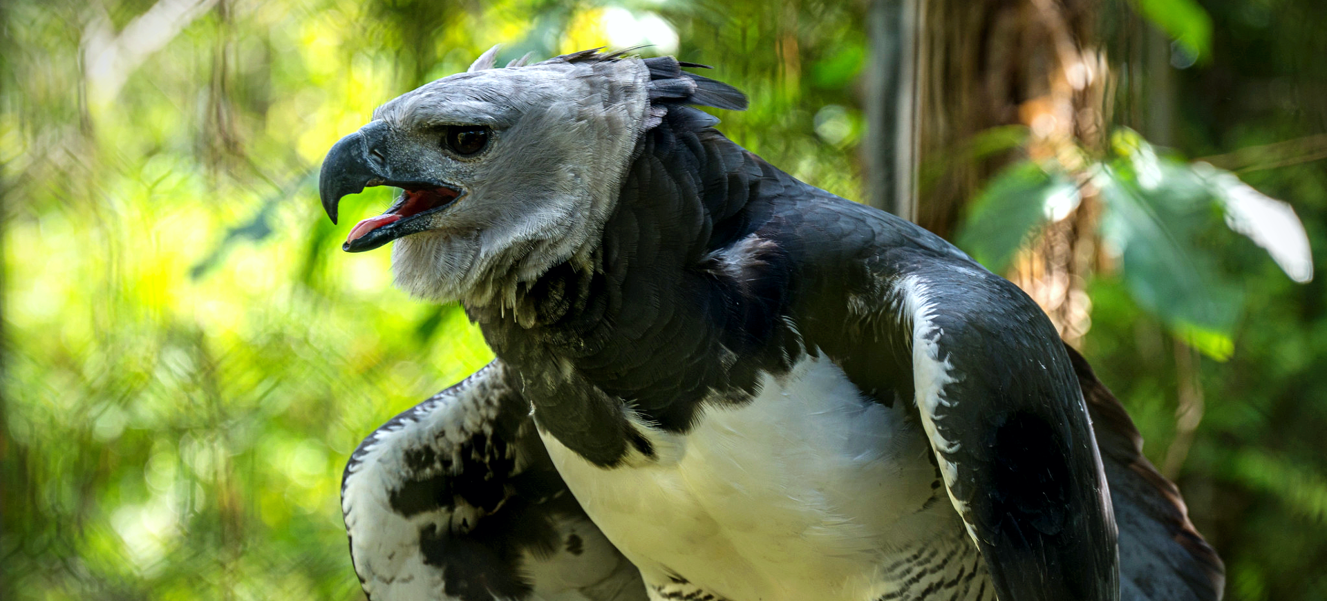 Harpy Eagle