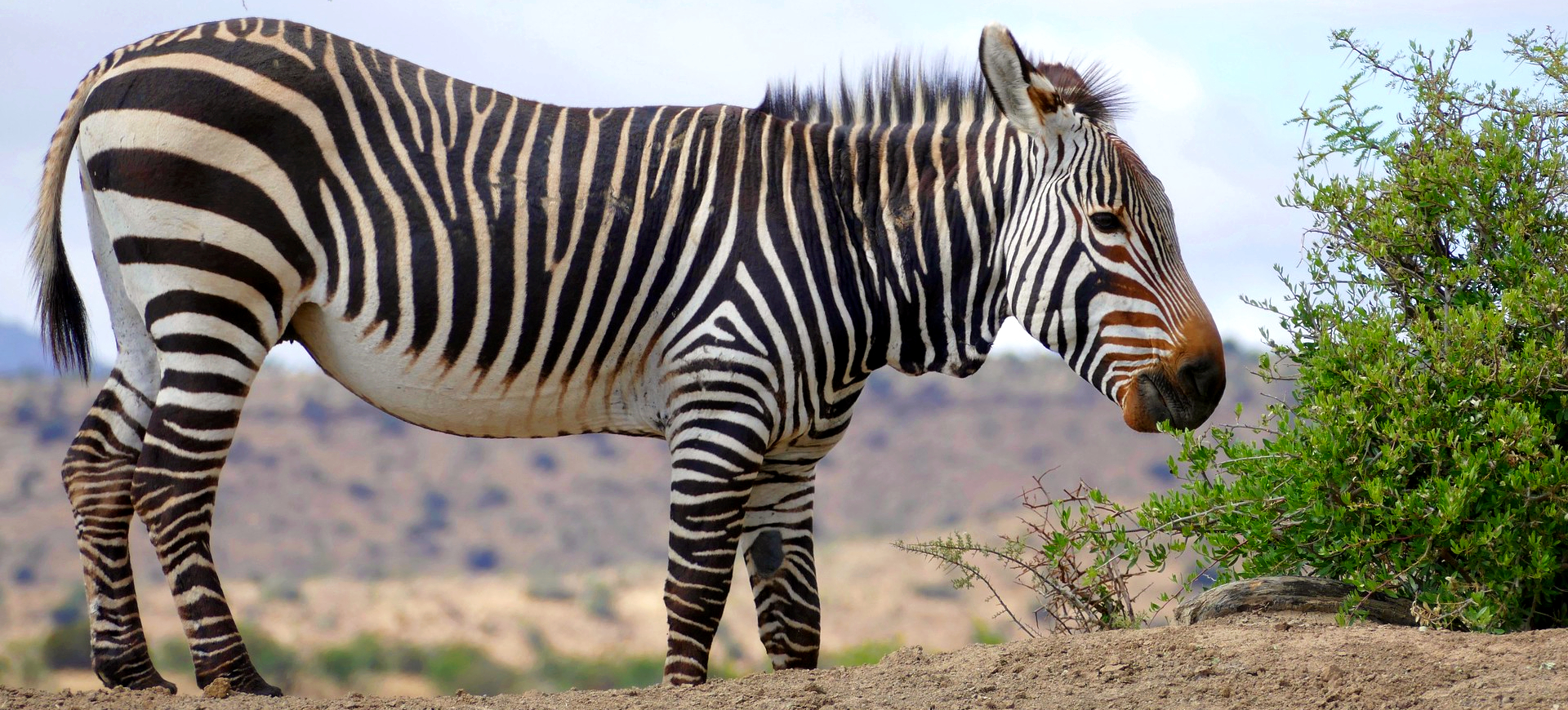 Hartmann's Mountain Zebra