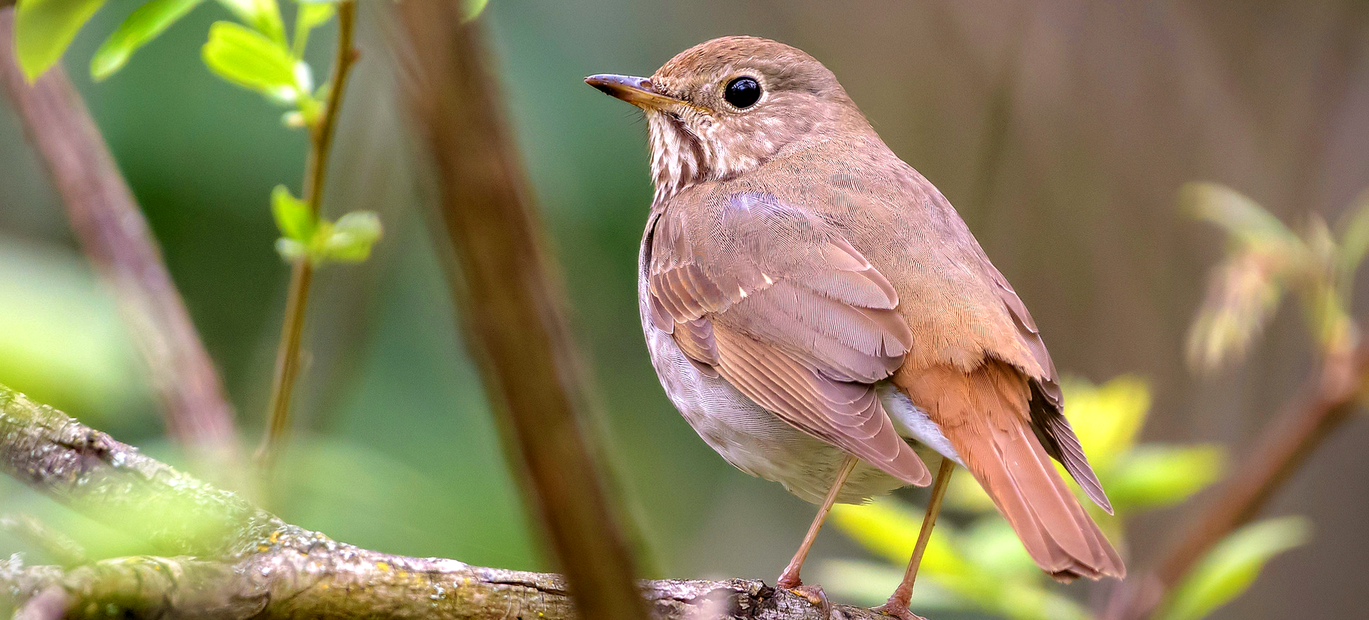 Hermit Thrush