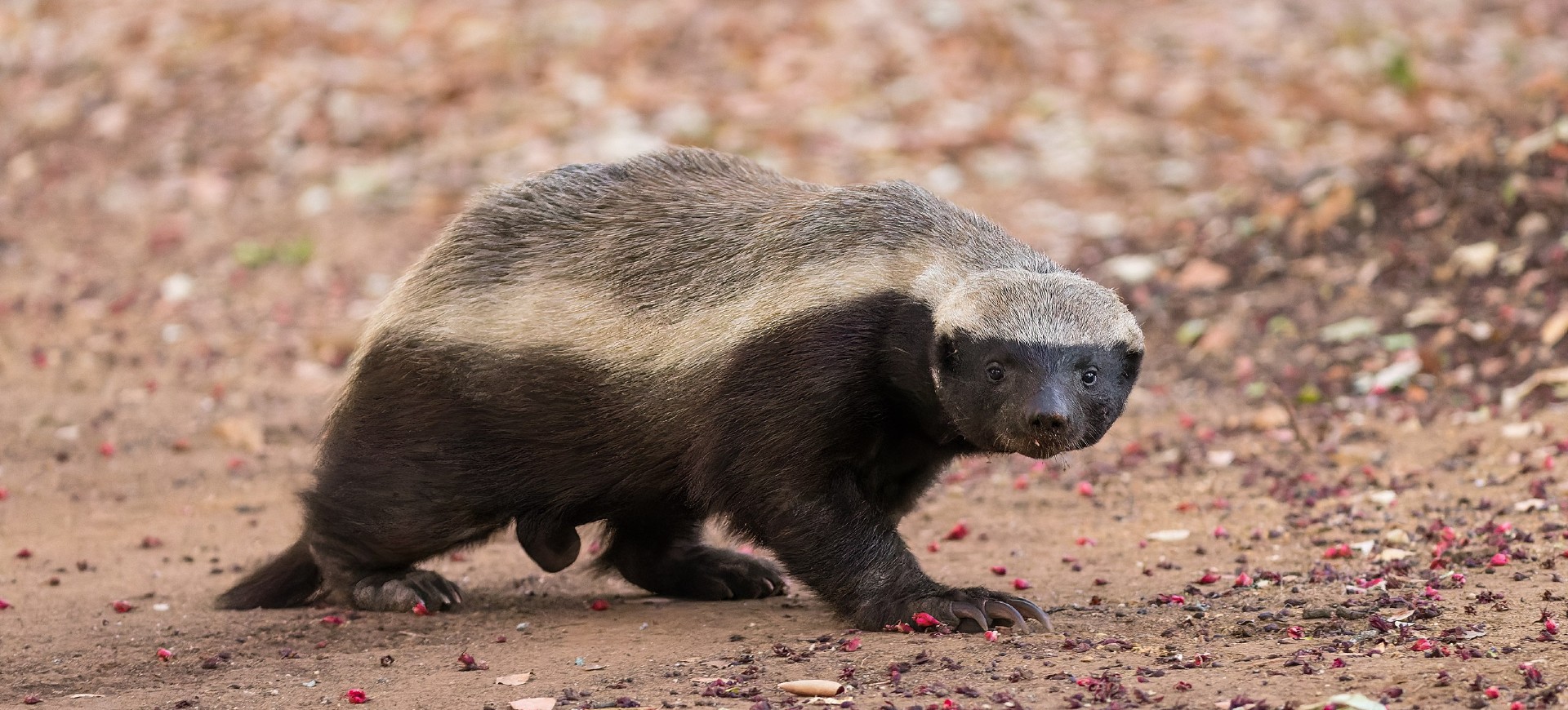 Honey Badger