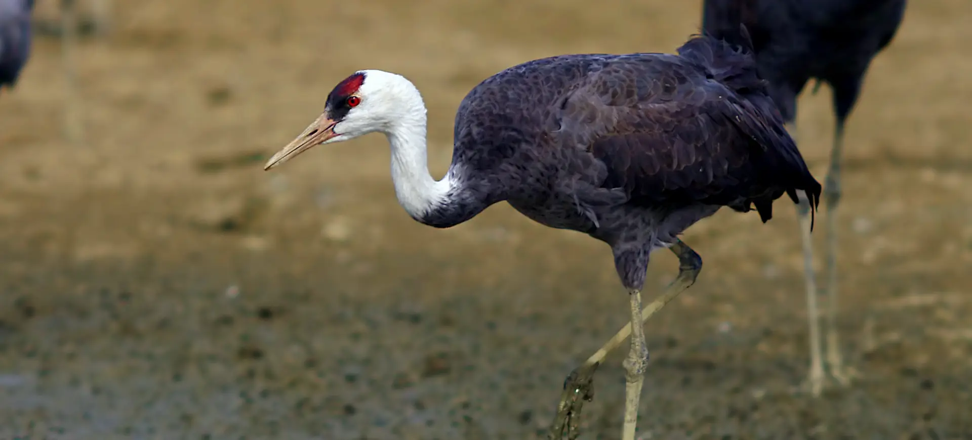 Hooded Crane