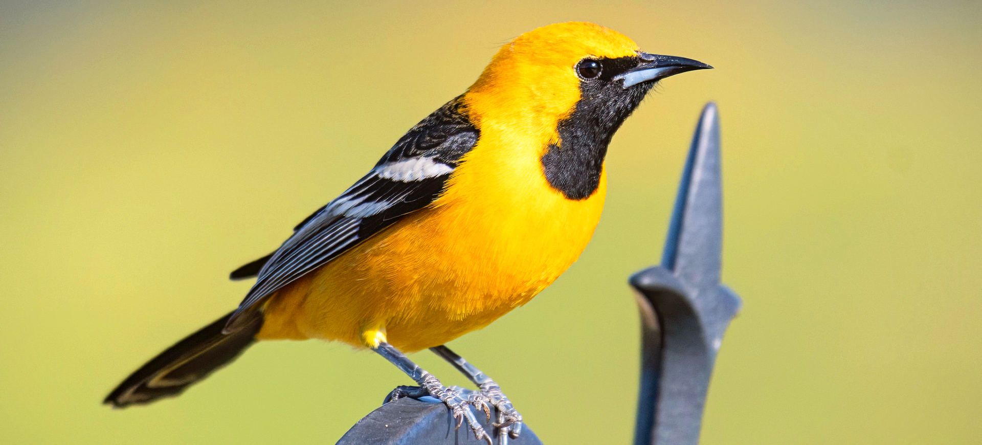 Hooded Oriole