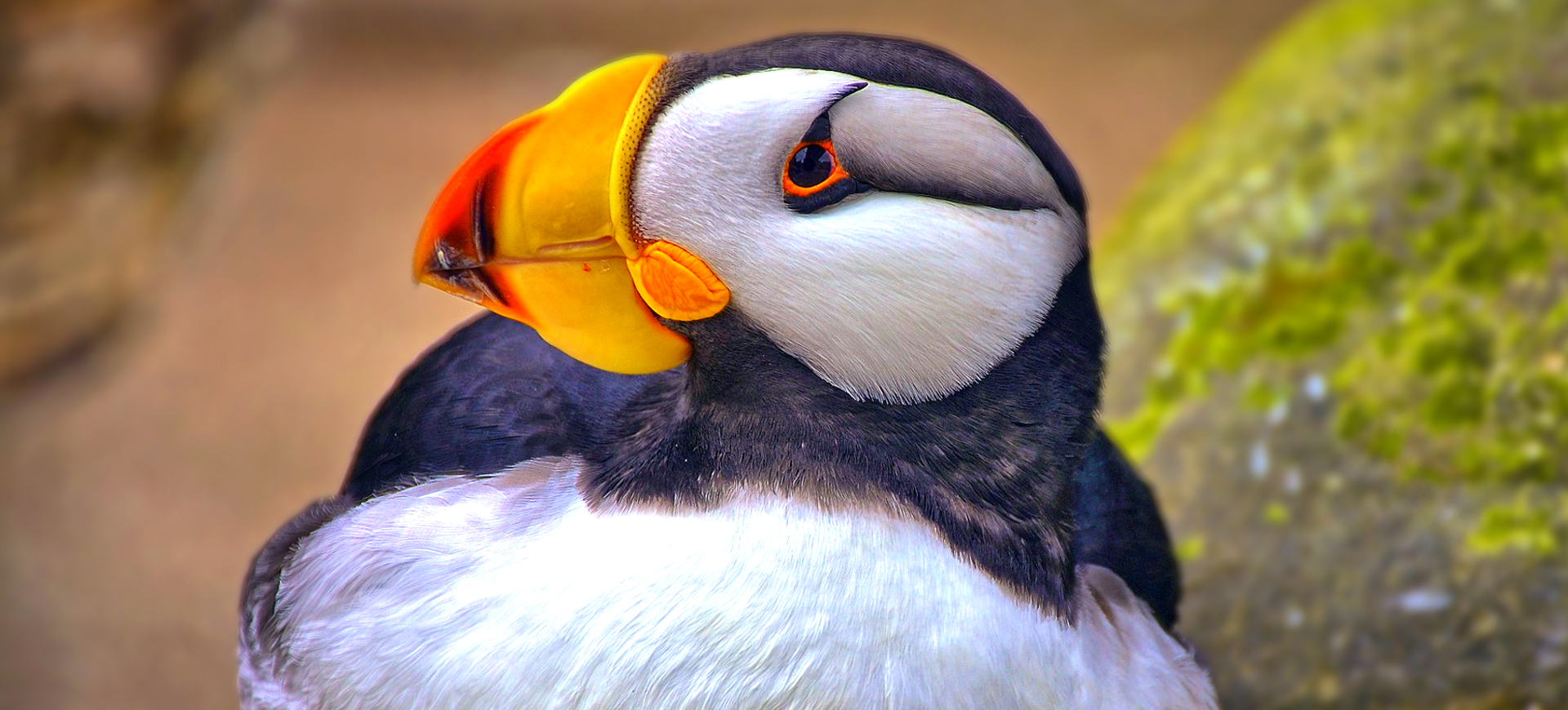 Horned Puffin