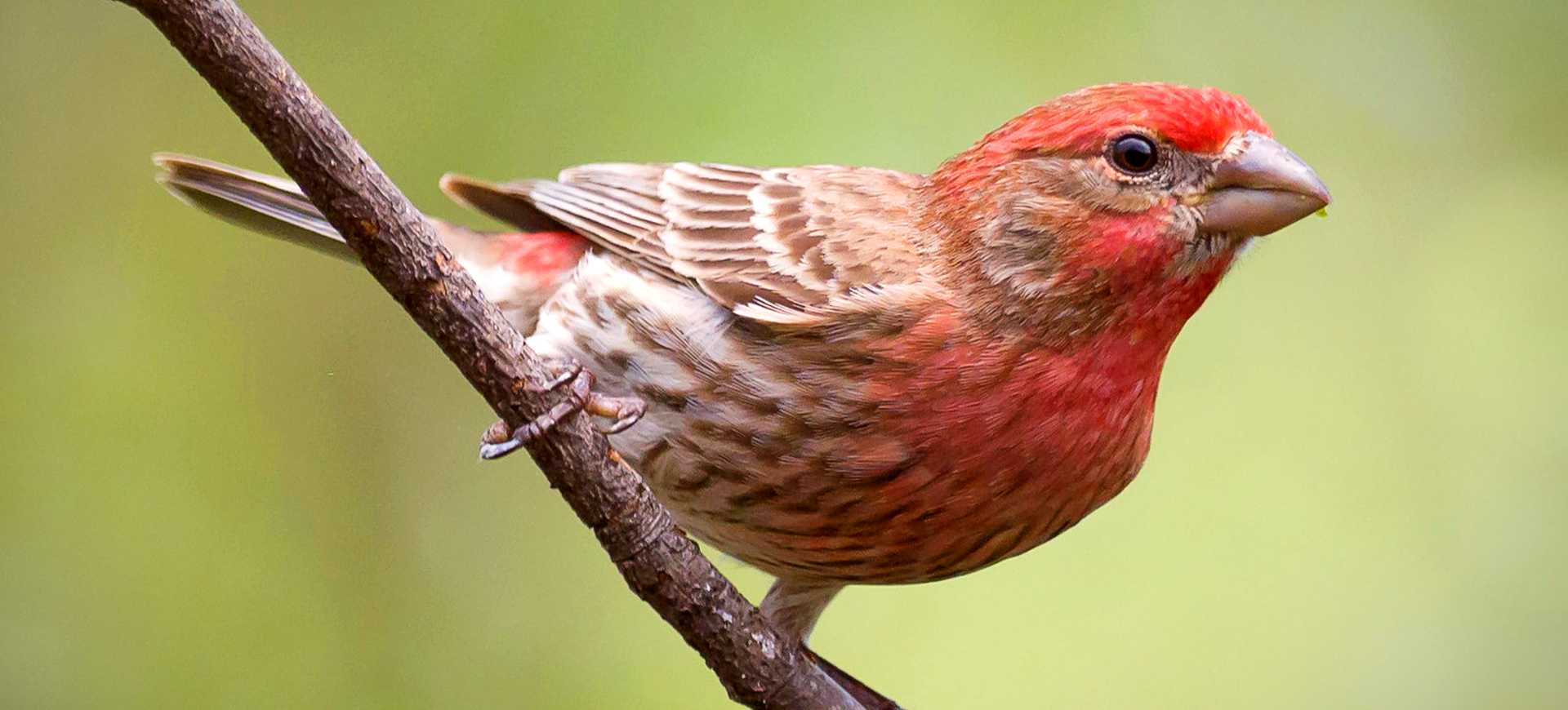 House Finch