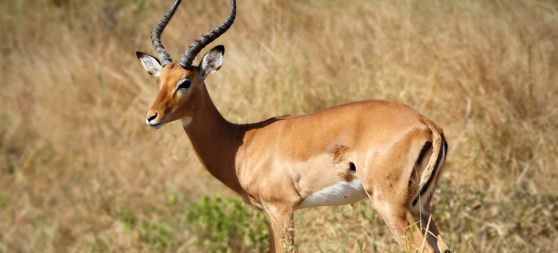 Impala