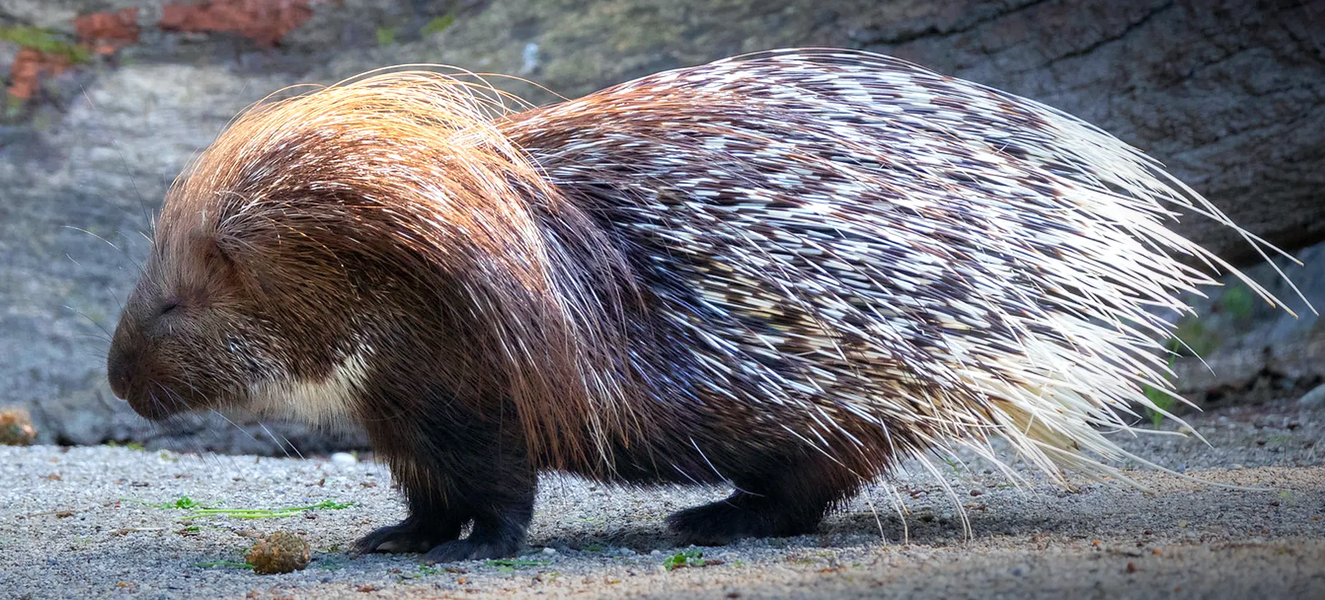 Indian Crested Porcupine