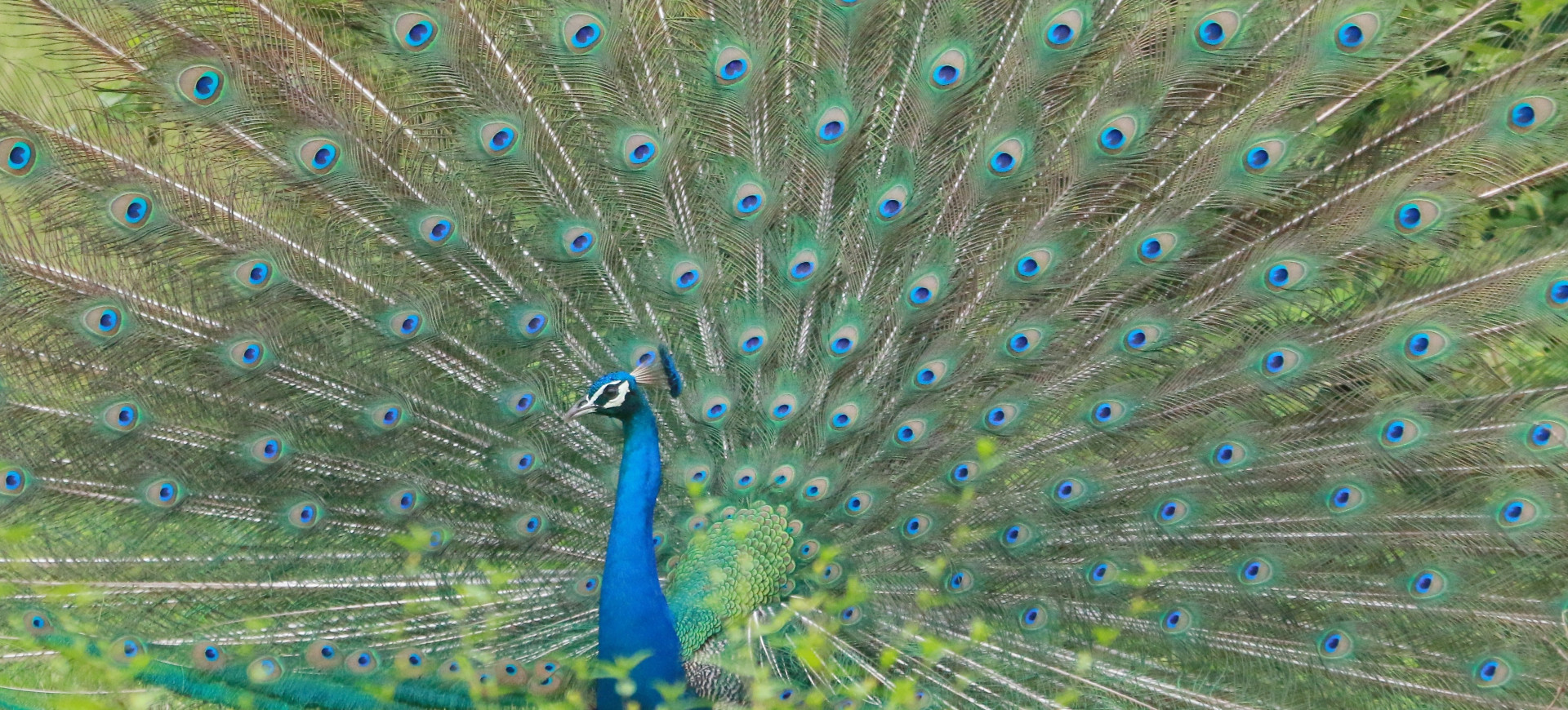 Indian Peafowl