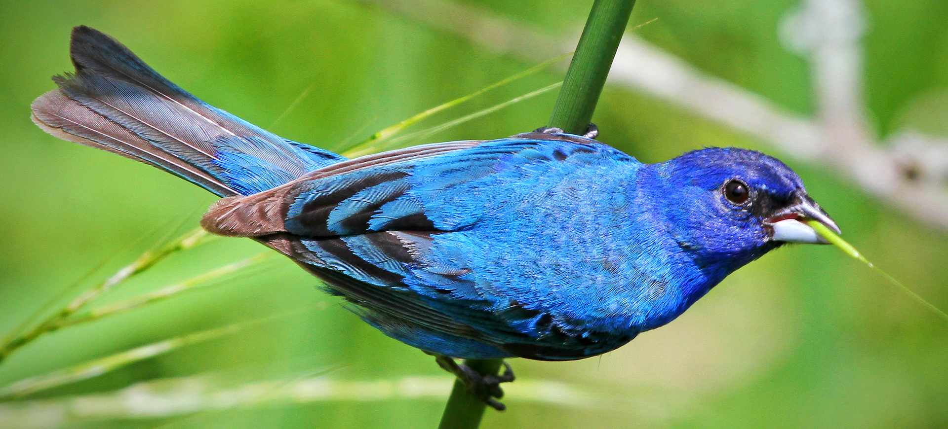 Indigo Bunting