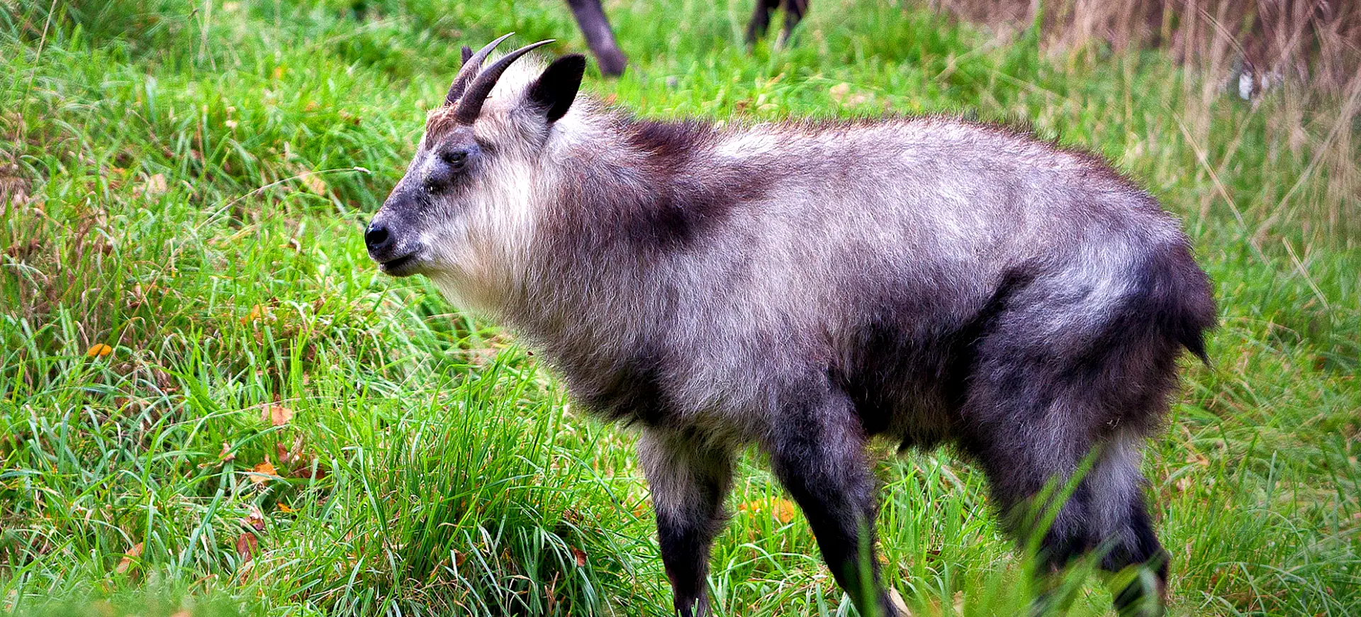 Japanese Serow