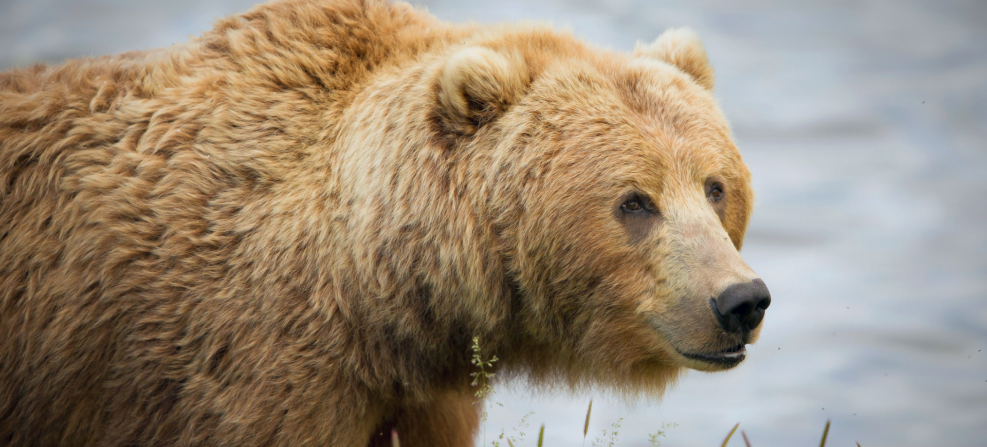 Kodiak Bear