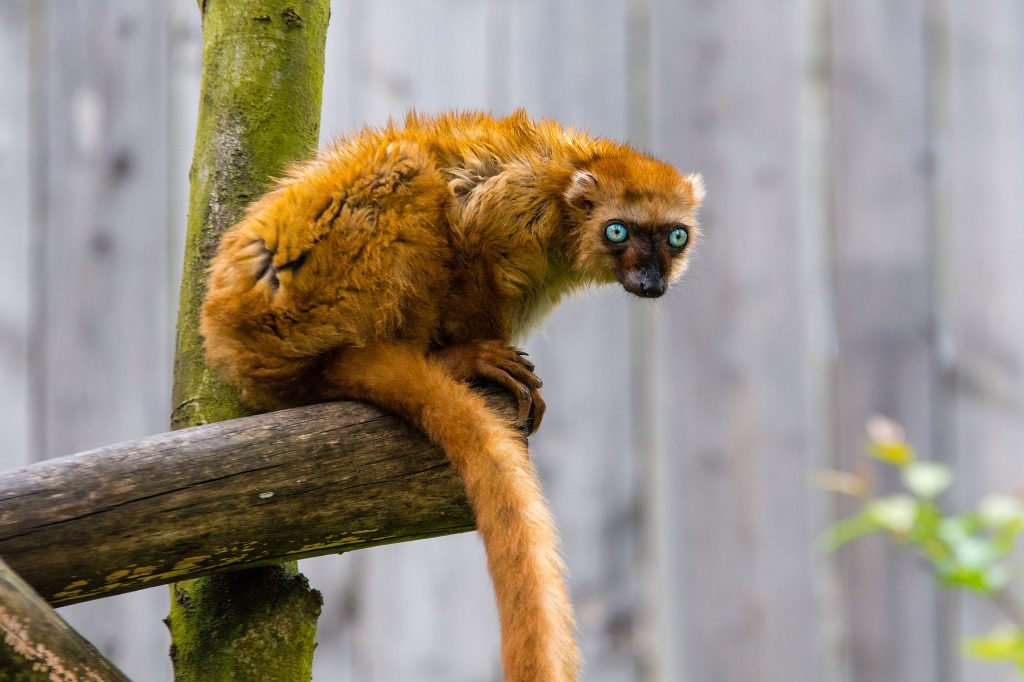 Blue-Eyed Black Lemurs