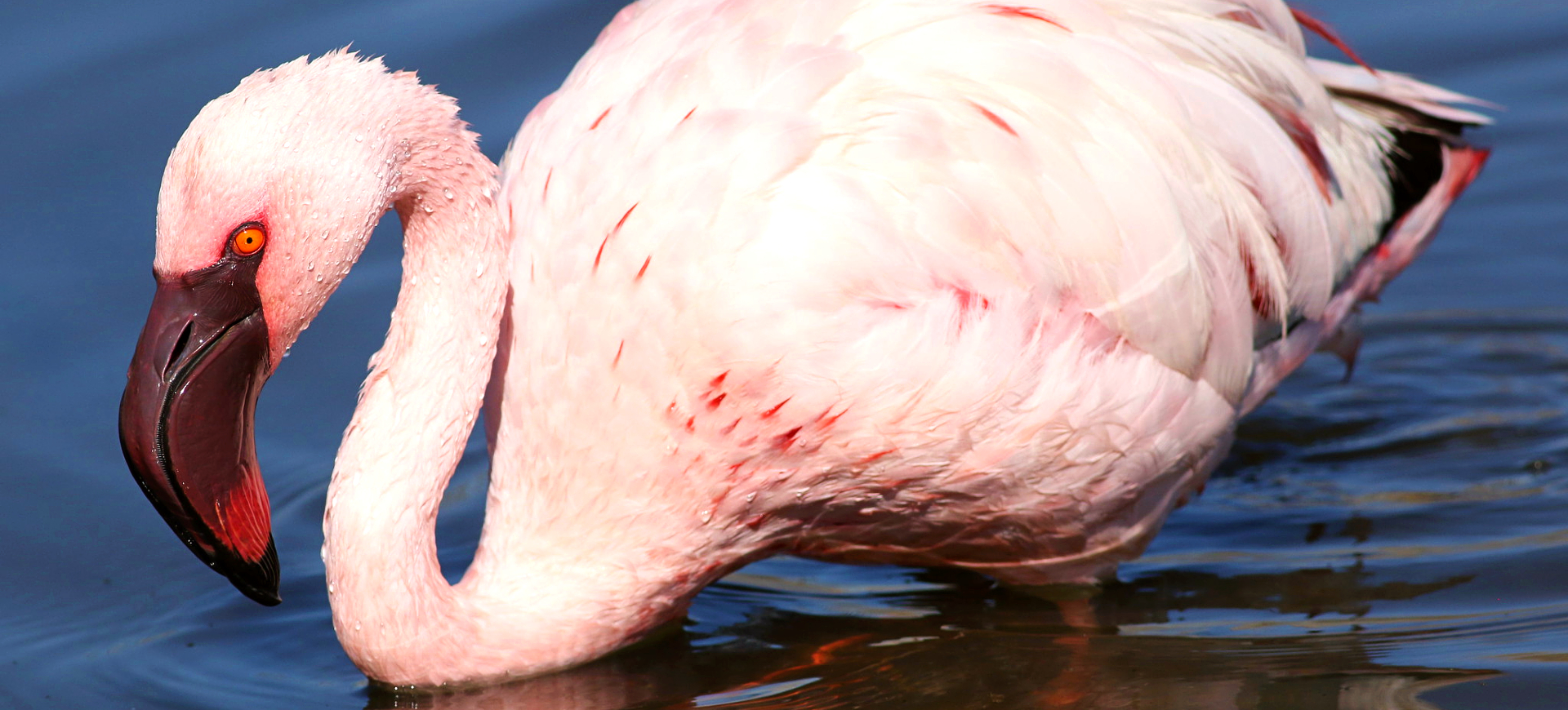 Lesser Flamingo