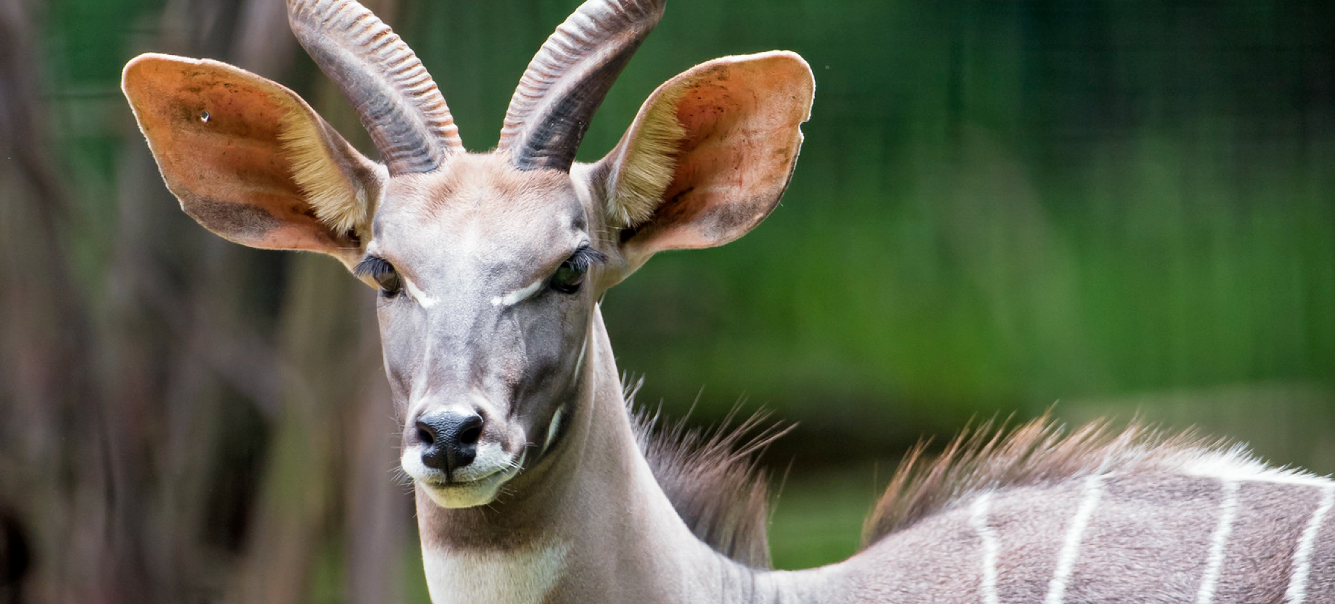 Lesser Kudu