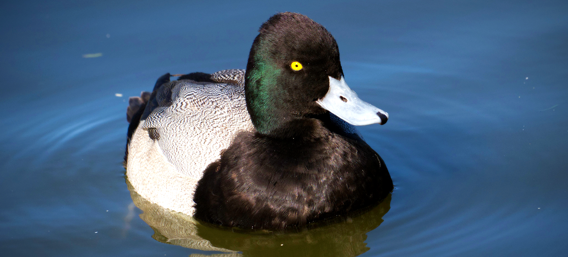 Lesser Scaup