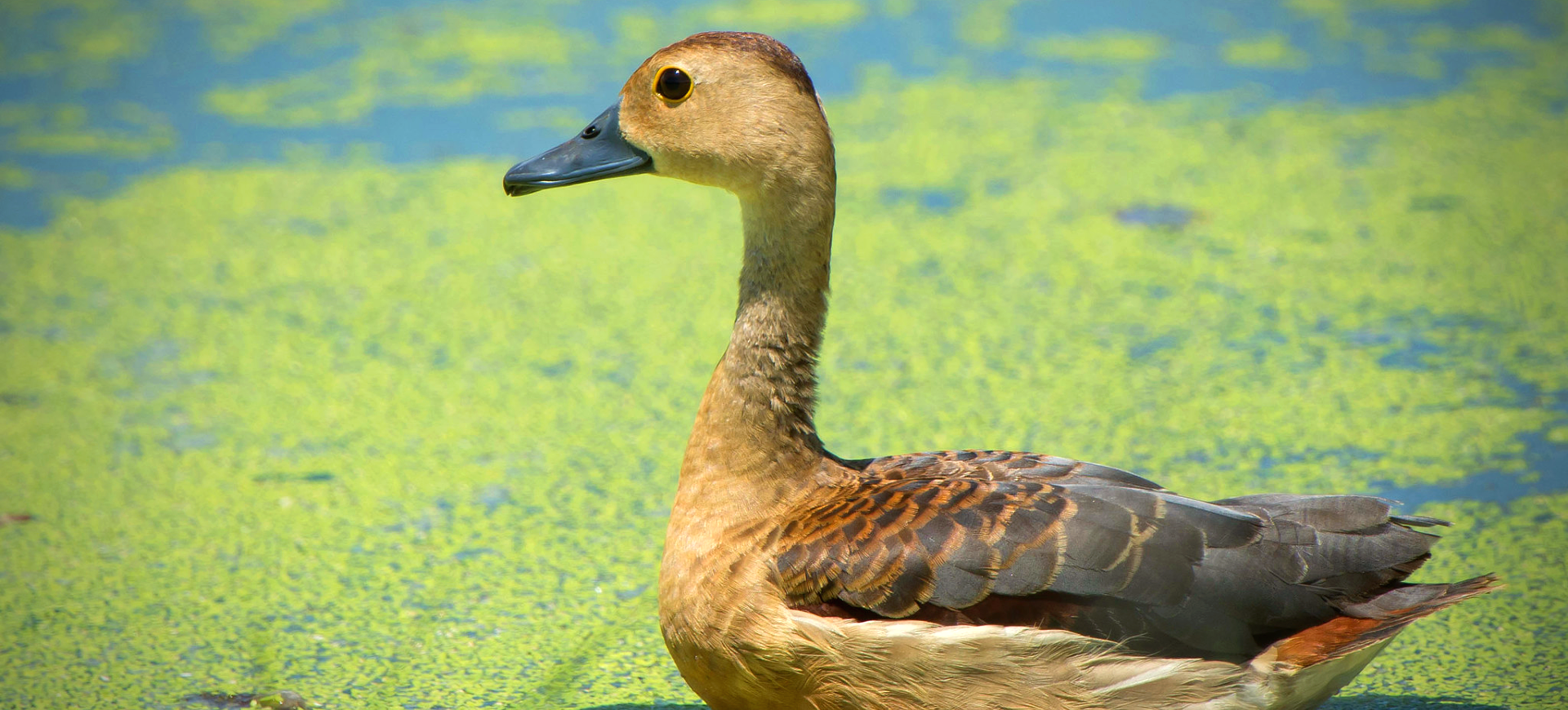 Lesser Whistling-duck