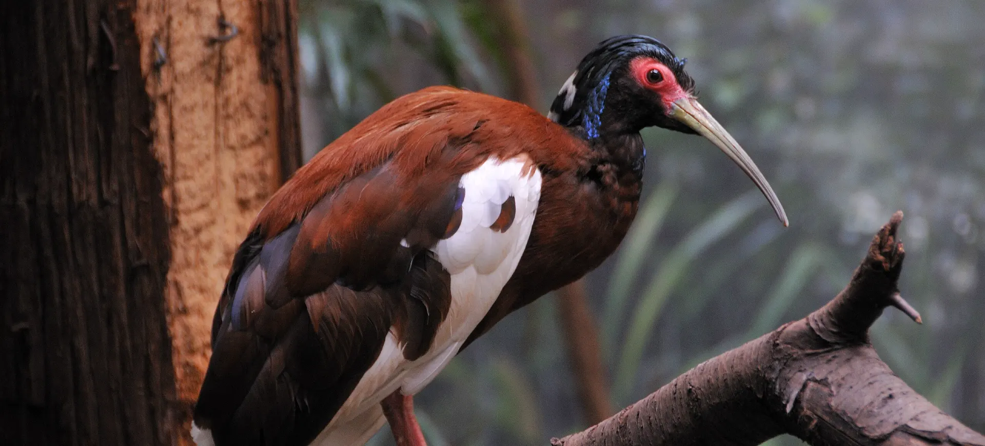 Madagascar Crested Ibis