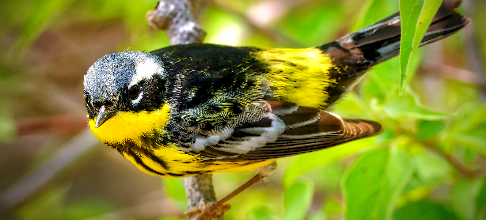 Magnolia Warbler