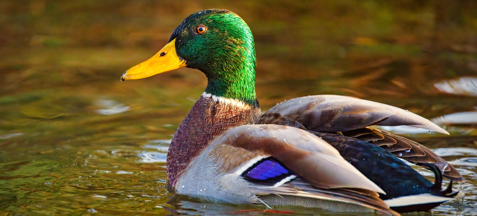 Mallard