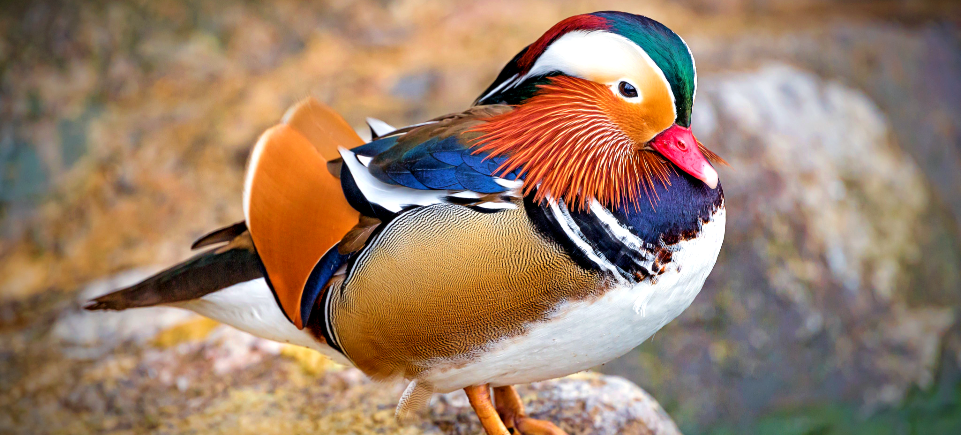 Mandarin Duck