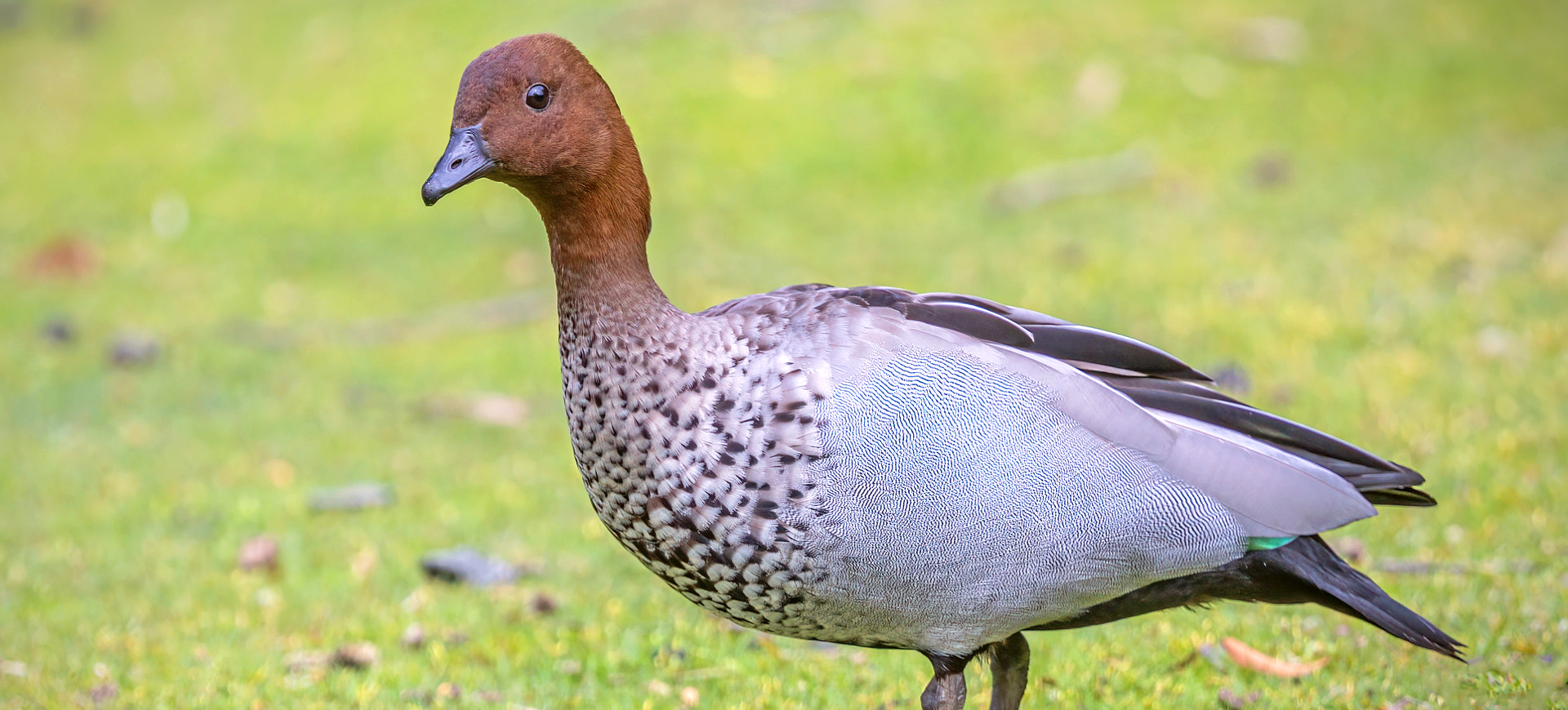 Maned Duck