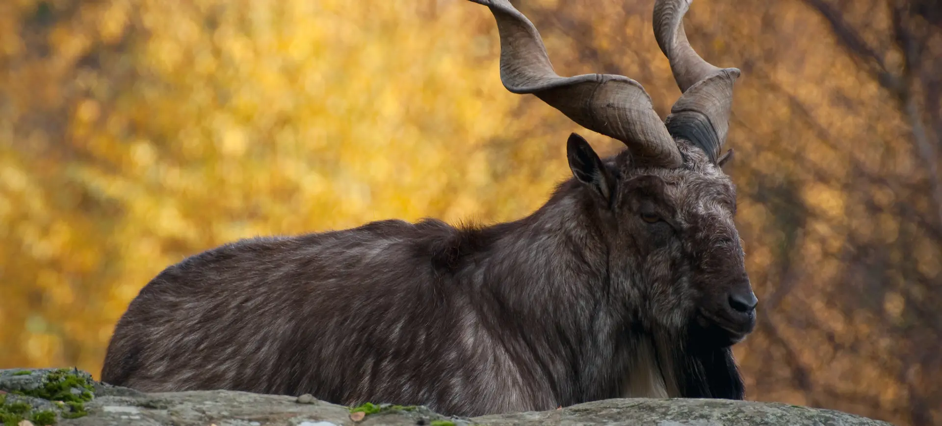 Markhor