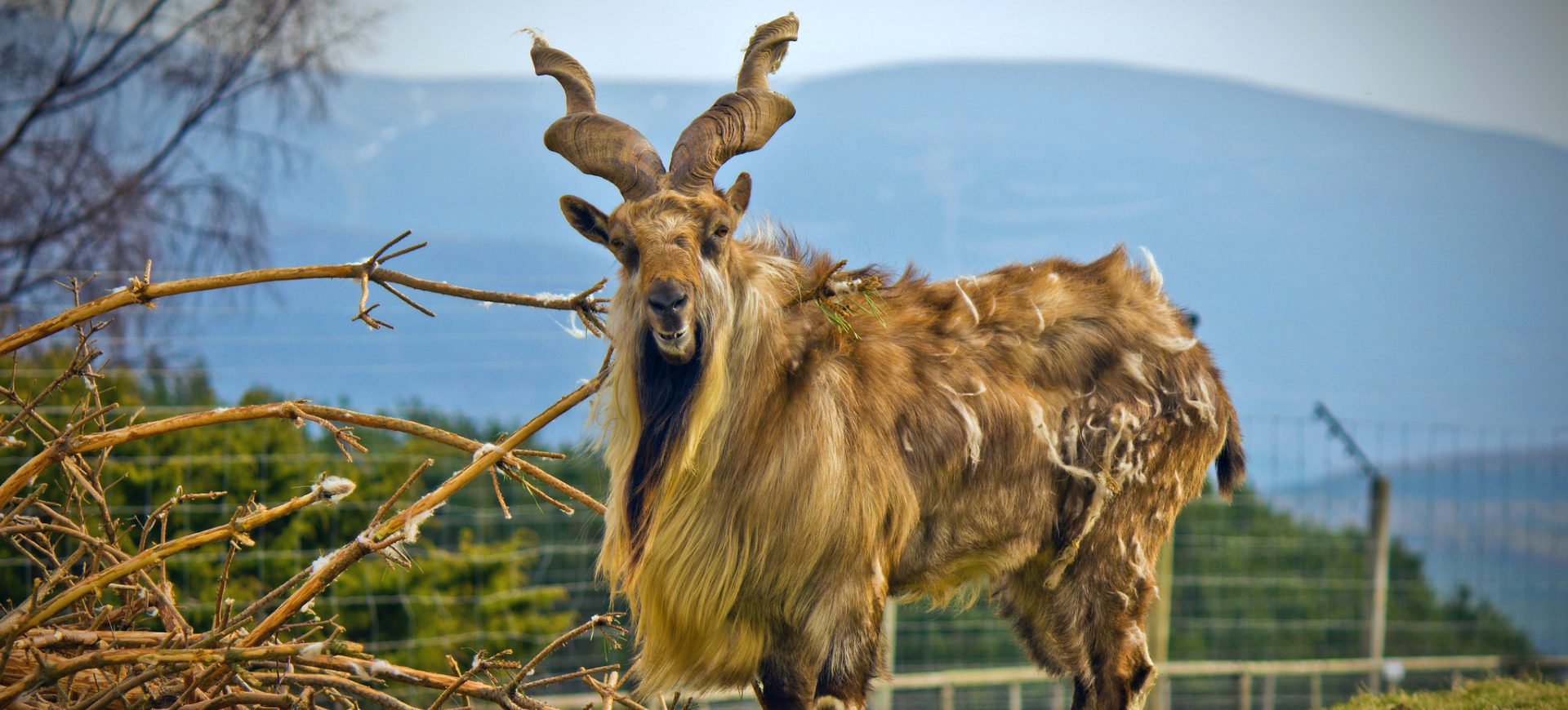 Bukharan Markhor