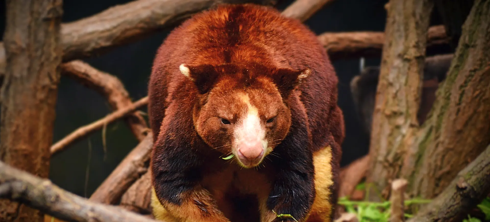 Matschie's Tree Kangaroo