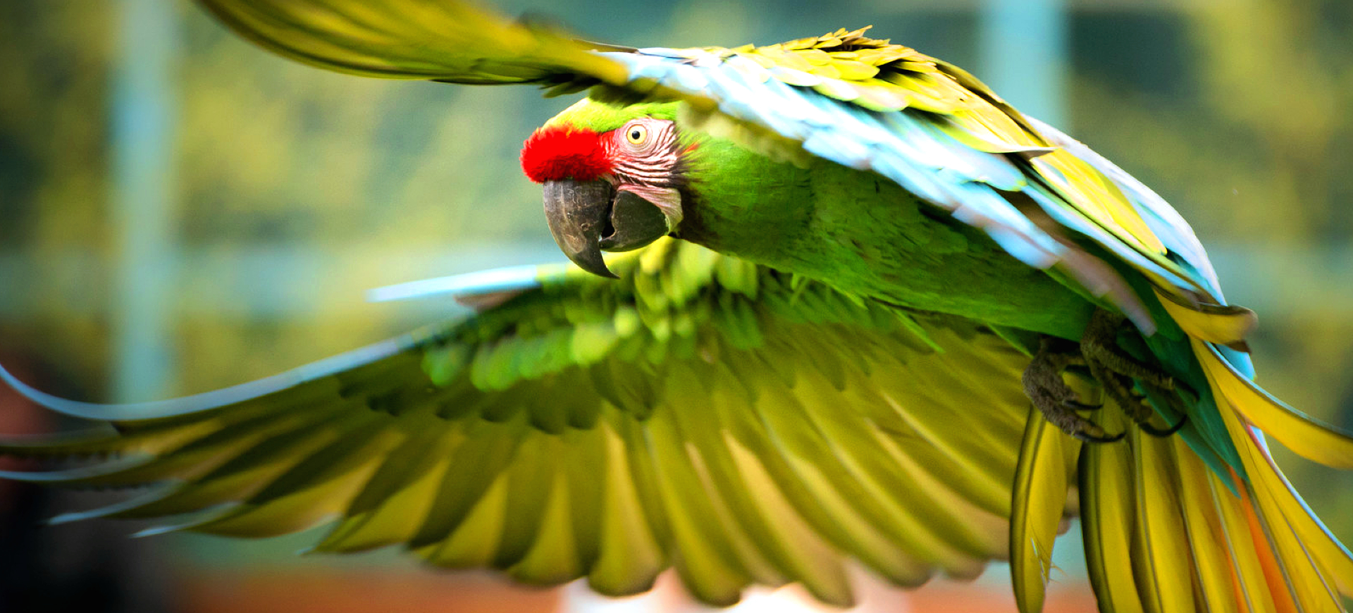 Military Macaw