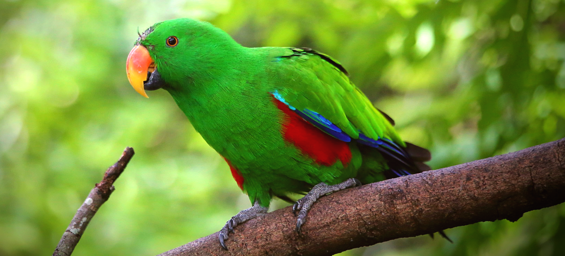 Moluccan Eclectus